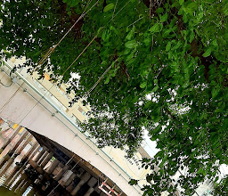 SANEH BANGKOK RESTAURANT photo