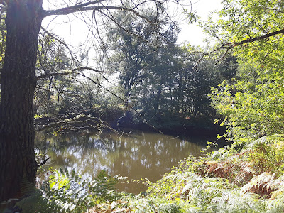 Chasse du Bruc à Losse
