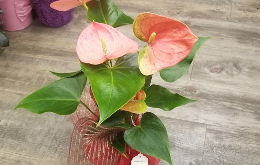 Grocery Store «Vons», reviews and photos, 932 E Badillo St, Covina, CA 91724, USA