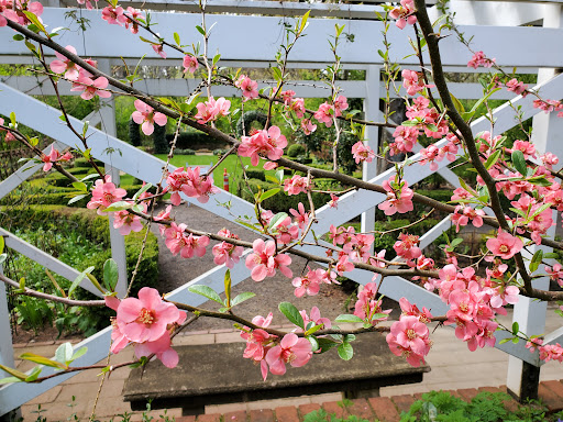 Museum «Deepwood Museum & Gardens», reviews and photos, 1116 Mission St SE, Salem, OR 97302, USA