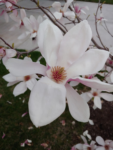 Park «Waterloo Park», reviews and photos, 6951 Old Waterloo Rd, Elkridge, MD 21075, USA