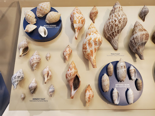 Museum «Bailey-Matthews Shell Museum», reviews and photos, 3075 Sanibel Captiva Rd, Sanibel, FL 33957, USA