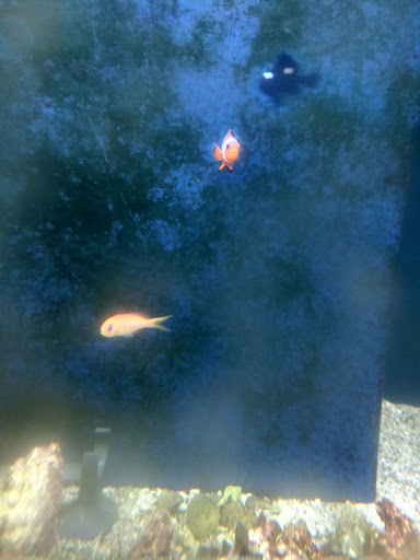 Pet Supply Store «Pet Club Santa Rosa», reviews and photos, 1935 Santa Rosa Ave, Santa Rosa, CA 95407, USA