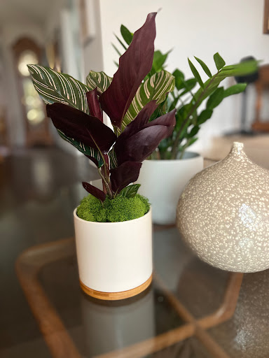 PlanterSam image