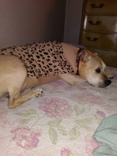 Hillcrest Animal Hospital: Wilder Mary DVM image