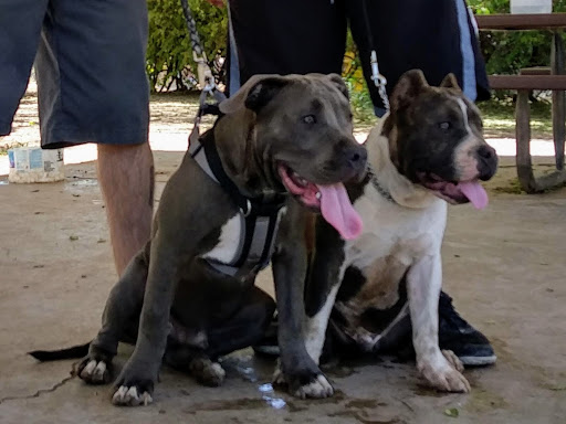 Park «Lewis Kingman Park», reviews and photos, 2201 E Andy Devine Ave, Kingman, AZ 86401, USA