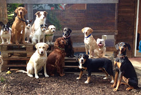 Hundebetreuung / Dog Walking & Care Bouncy Buddies