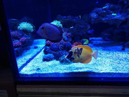 Tropical Fish Store «Living Reef Orlando», reviews and photos, 504 N Alafaya Trail #112, Orlando, FL 32828, USA