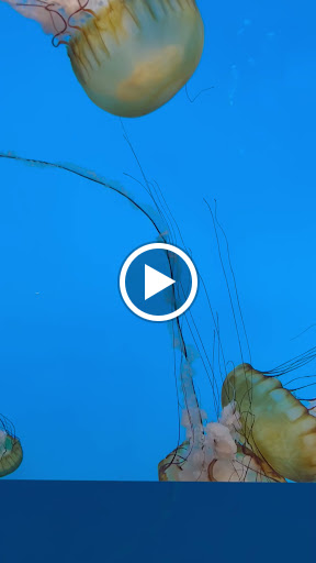 Explore grandpa tattoos ideas, creative tattoo ideas in South Padre Island, available at Peggys Temporary & Permanent Tattoos