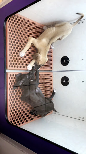 Pet Store «Pet City Pet Shops», reviews and photos, 750 Citadel Dr N # 2092, Colorado Springs, CO 80909, USA