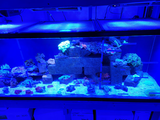 Pet Store «Aquarium Designs», reviews and photos, 15229 San Pedro Ave, San Antonio, TX 78232, USA