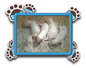 Pet Store «AA Ridgewood Kennels II», reviews and photos, 5401 Lincoln Hwy, Gap, PA 17527, USA