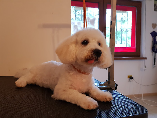 Pet Salon Frizerie Canina - Veterinar