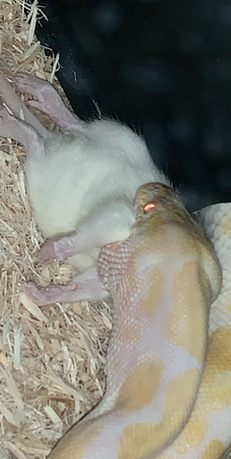 Reptile Store «Pets & Things», reviews and photos, 44825 Van Dyke, Utica, MI 48317, USA