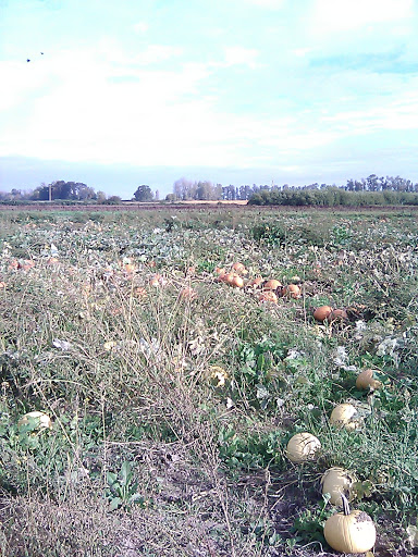 Farm «Bella Organic Farm», reviews and photos, 16205 NW Gillihan Rd, Portland, OR 97231, USA