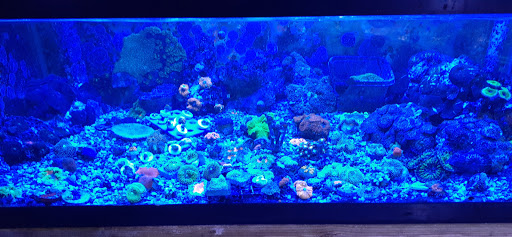 Pet Store «Aquarium & Reef Center», reviews and photos, 231 Del Prado Blvd, Cape Coral, FL 33990, USA