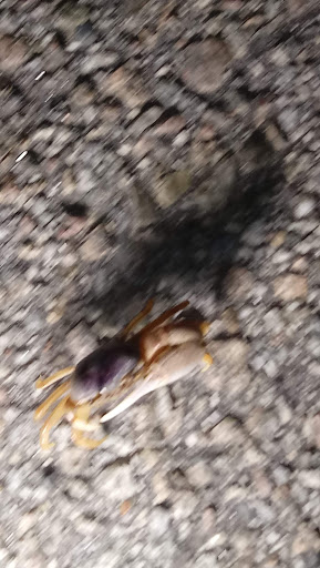 Water Park «Summer Waves Waterpark», reviews and photos, 210 S Riverview Dr, Jekyll Island, GA 31527, USA