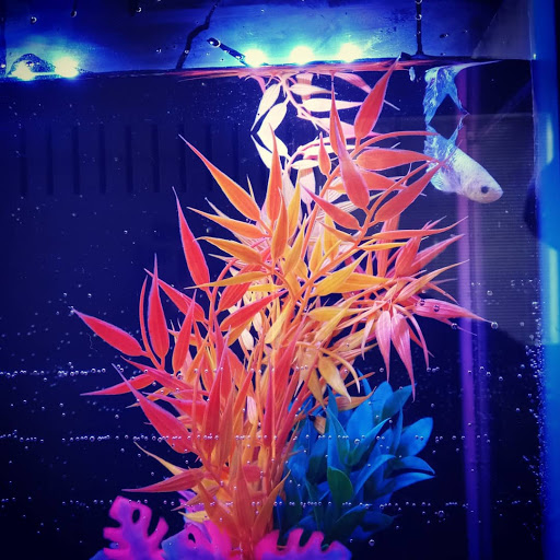 Pet Supply Store «Petco Animal Supplies», reviews and photos, 15660 SW Pacific Hwy, Tigard, OR 97224, USA