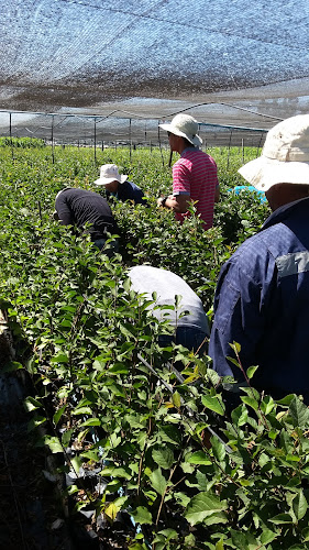 Agrícola Los Olmos - Chimbarongo