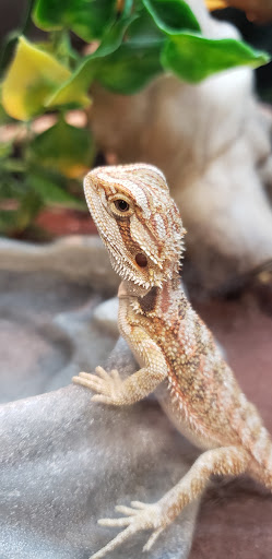 Pet Supply Store «PetSmart», reviews and photos, 225 NW Commons Loop, Lake City, FL 32055, USA