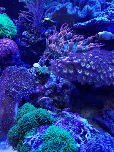 Tropical Fish Store «Barrier Reef Aquariums», reviews and photos, 1717 NE 44th St # A, Renton, WA 98056, USA