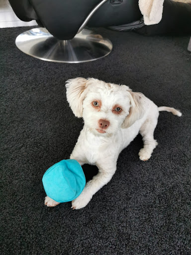 Gittis Hundesalon unter Maselheim, 