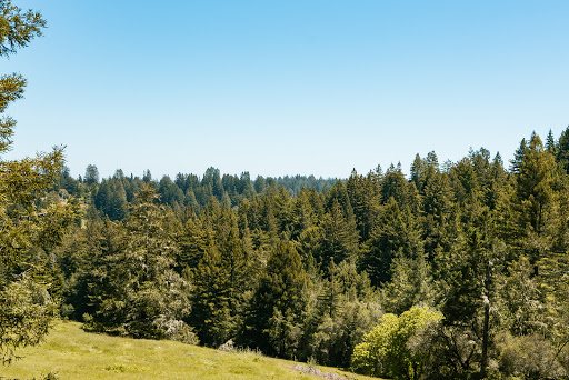 Nature Preserve «LandPaths Grove of Old Trees», reviews and photos, 17599 Fitzpatrick Ln, Occidental, CA 95465, USA
