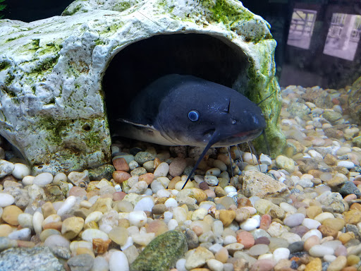 Nature Preserve «Meigs Point Nature Center», reviews and photos, 1288 Boston Post Rd, Madison, CT 06443, USA