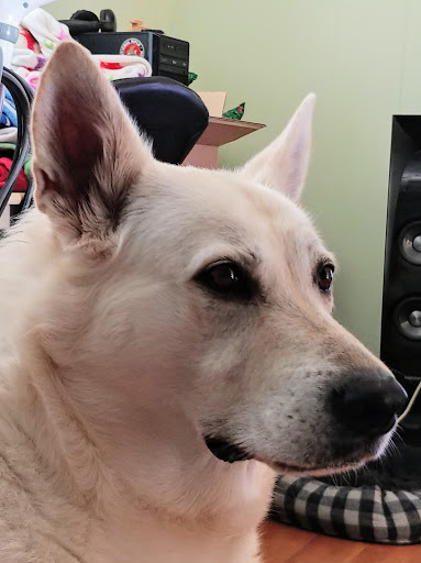 Pet Supply Store «PetSmart», reviews and photos, 865 Colusa Ave, Yuba City, CA 95991, USA