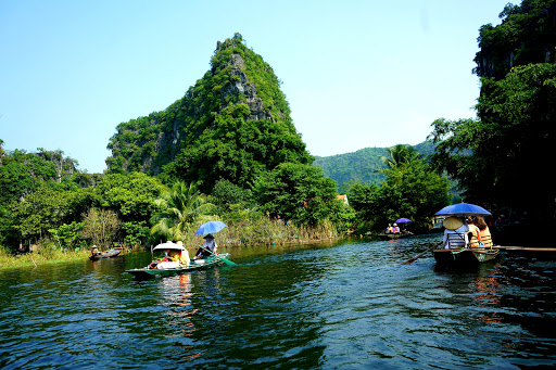 Hoa Mai 555