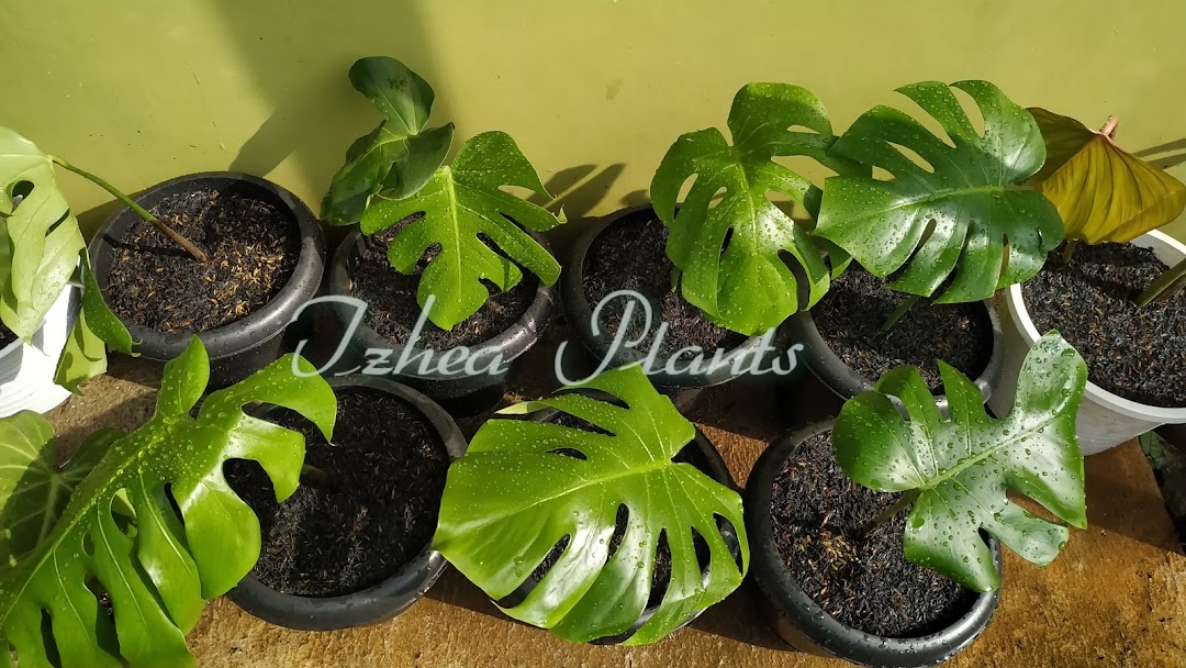 Tanaman Hias Tasikmalaya (Izhea Plants)