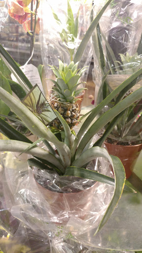 Grocery Store «Food Lion», reviews and photos, 4803 Gerrardstown Rd, Inwood, WV 25428, USA