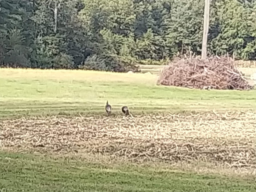 Golf Club «Pinecrest Golf Club», reviews and photos, 212 Prentice St, Holliston, MA 01746, USA