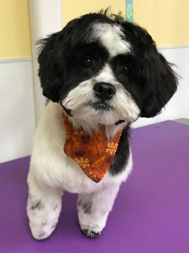 Pet Supply Store «Animal House Grooming & Quality», reviews and photos, 229 W Absecon Blvd, Absecon, NJ 08201, USA