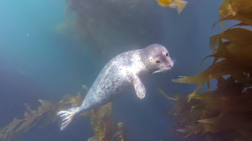 Scuba Diving San Diego