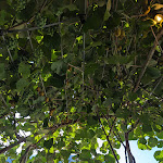 Photo n°4 de l'avis de Bernd.a fait le 11/08/2023 à 18:11 sur le  Pizzeria Restaurant Hofkeller à Brixen