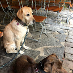 Photo n°2 de l'avis de Rosalie. fait le 27/08/2021 à 15:45 sur le  Landgasthof Altensalz Pension à Neuensalz