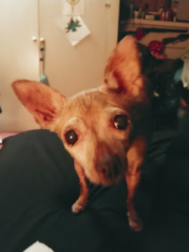 Pet Supply Store «Petco Animal Supplies», reviews and photos, 65 Taunton Depot Dr A, Taunton, MA 02780, USA