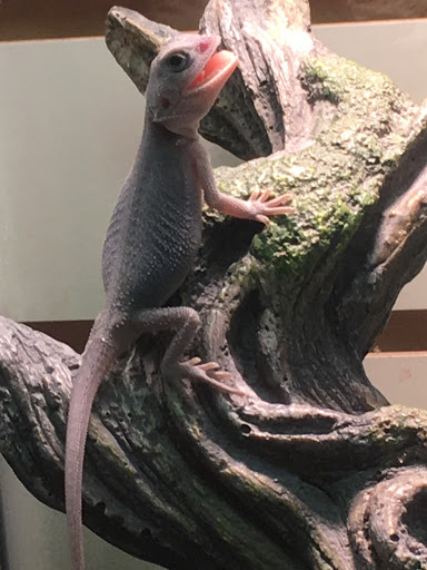 Pet Store «Petfection Exotic Pet Specialist», reviews and photos, 2989 PA-611 Suite 102, Tannersville, PA 18372, USA