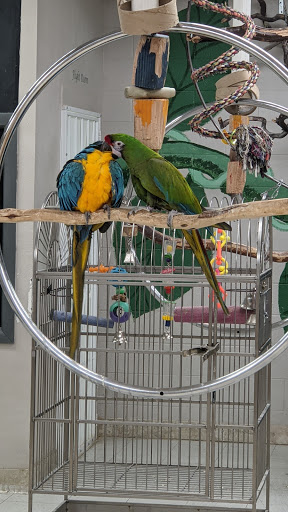 Bird Shop «Arizona Bird Store», reviews and photos, 565 S Dobson Rd, Mesa, AZ 85202, USA