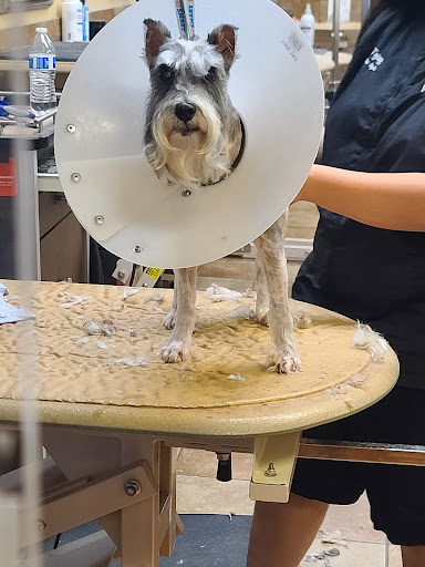 Pet Supply Store «PetSmart», reviews and photos, 2325 S Stemmons Fwy, Lewisville, TX 75067, USA