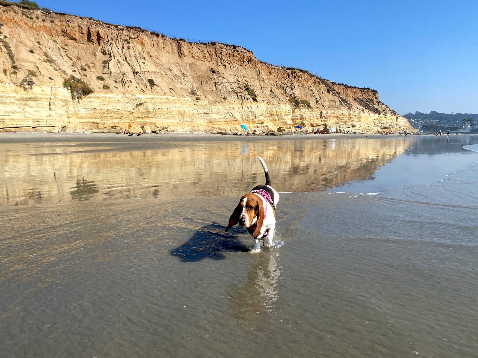 Foto von Del Mar Dog beach mit geräumige küstenlinie