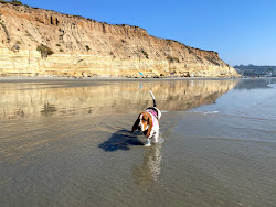 Del Mar Dog beach'in fotoğrafı geniş bir kıyı şeridi ile birlikte