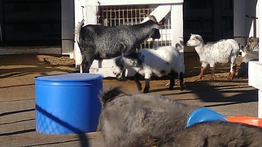 Zoo «Lake Superior Zoo», reviews and photos, 7210 Fremont St, Duluth, MN 55807, USA