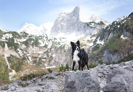 Dog Park «Mt. Airy Dog Park», reviews and photos, 3006 Westwood Northern Blvd, Cincinnati, OH 45211, USA