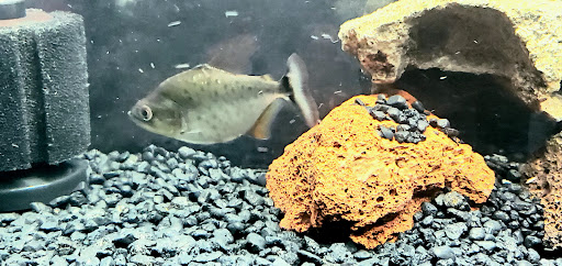 Tropical Fish Store «Ocean Aquarium», reviews and photos, 6820 E Black Horse Pike, Egg Harbor Township, NJ 08234, USA