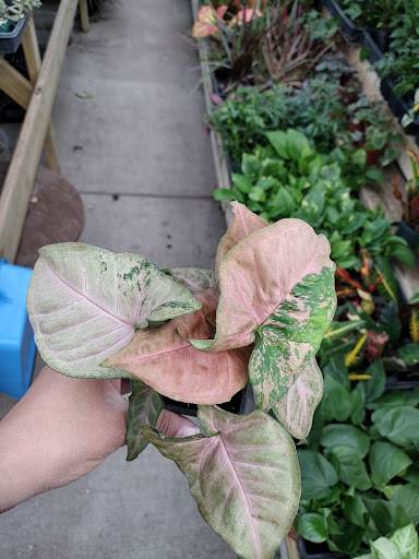 Florist «White Bear Floral Shop & Greenhouse», reviews and photos, 3550 Hoffman Rd E, White Bear Lake, MN 55110, USA