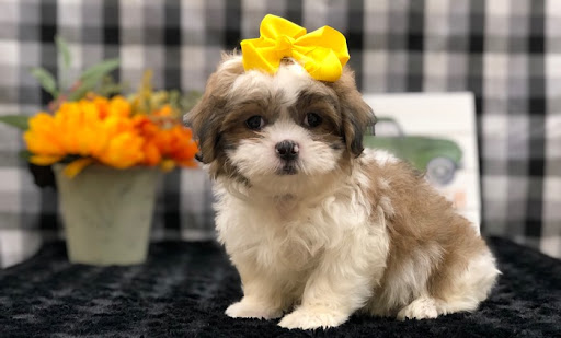 Pet Store «Happiness Is Pets Vi», reviews and photos, 616 E Roosevelt Rd, Lombard, IL 60148, USA