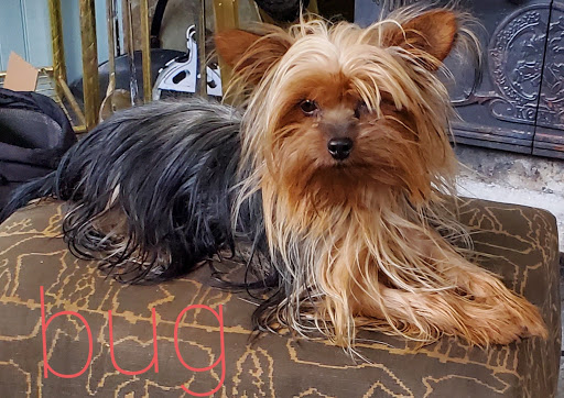 Ketabra Yorkies