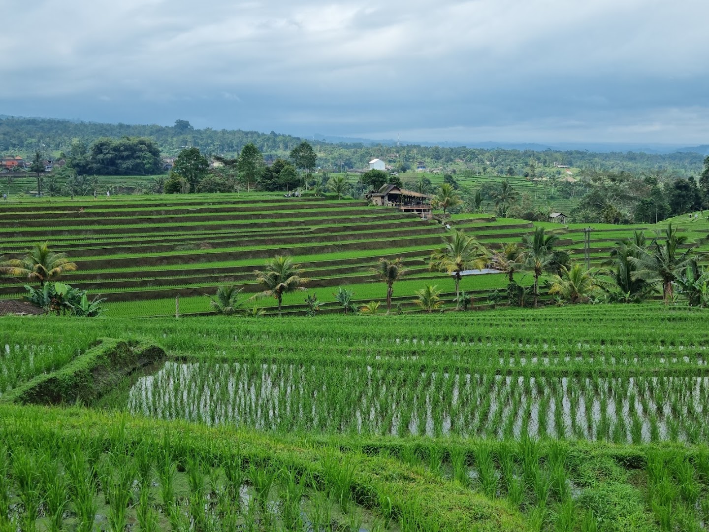Gambar Jatiluwih Rice Terraces